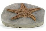 Exceptionally Preserved Fossil Starfish - Morocco #232760-2